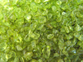 Peridot - Kristallstab C-Füllung